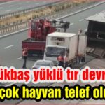 Büyükbaş yüklü tır devrildi birçok hayvan telef oldu